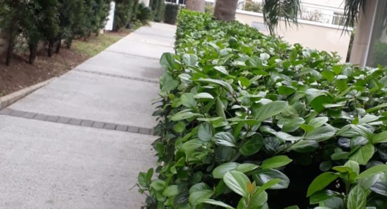 Jardinagem Curitiba | Planta e Raiz 41 997315839