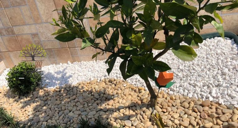 Jardinagem Curitiba | Planta e Raiz 41 997315839