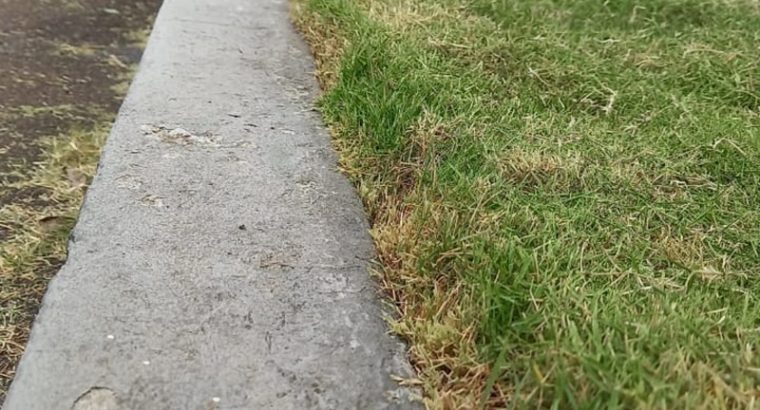 Jardinagem Curitiba | Planta e Raiz 41 997315839