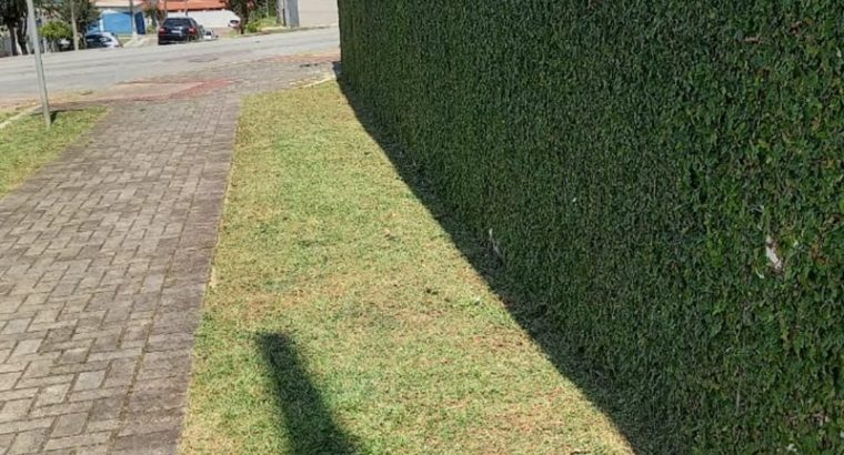 Jardinagem Curitiba | Planta e Raiz 41 997315839