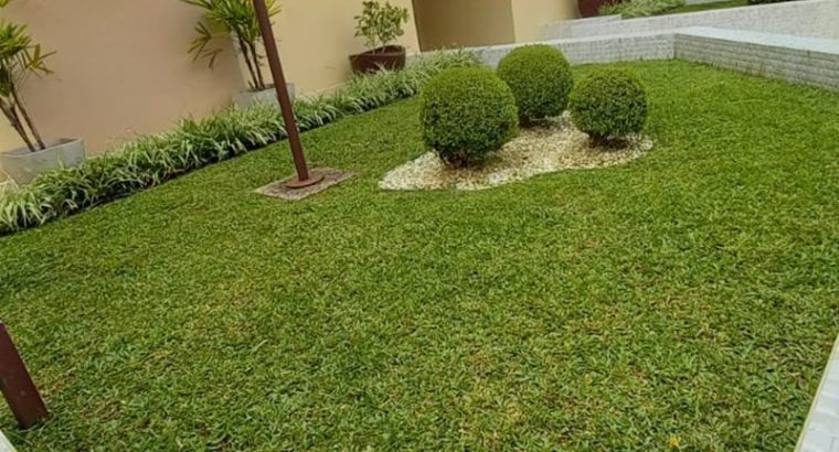 Jardinagem Curitiba | Planta e Raiz 41 997315839